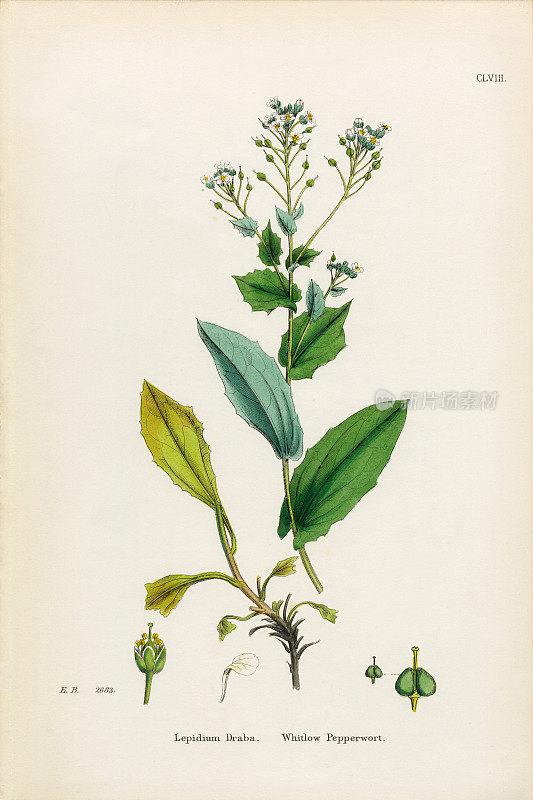 Whitlow Pepperwort, Lepidium Draba，维多利亚植物学插图，1863年